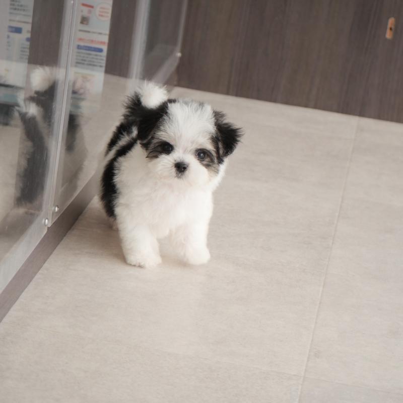 販売中の福岡県のミックス犬-404602の4枚目