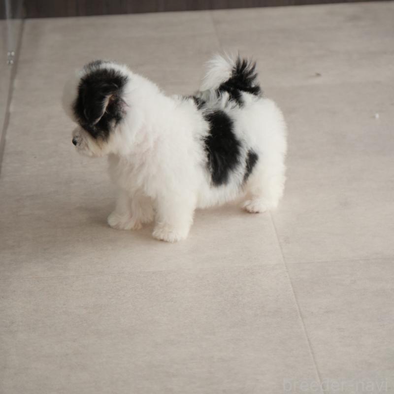 販売中の福岡県のミックス犬-404602の2枚目
