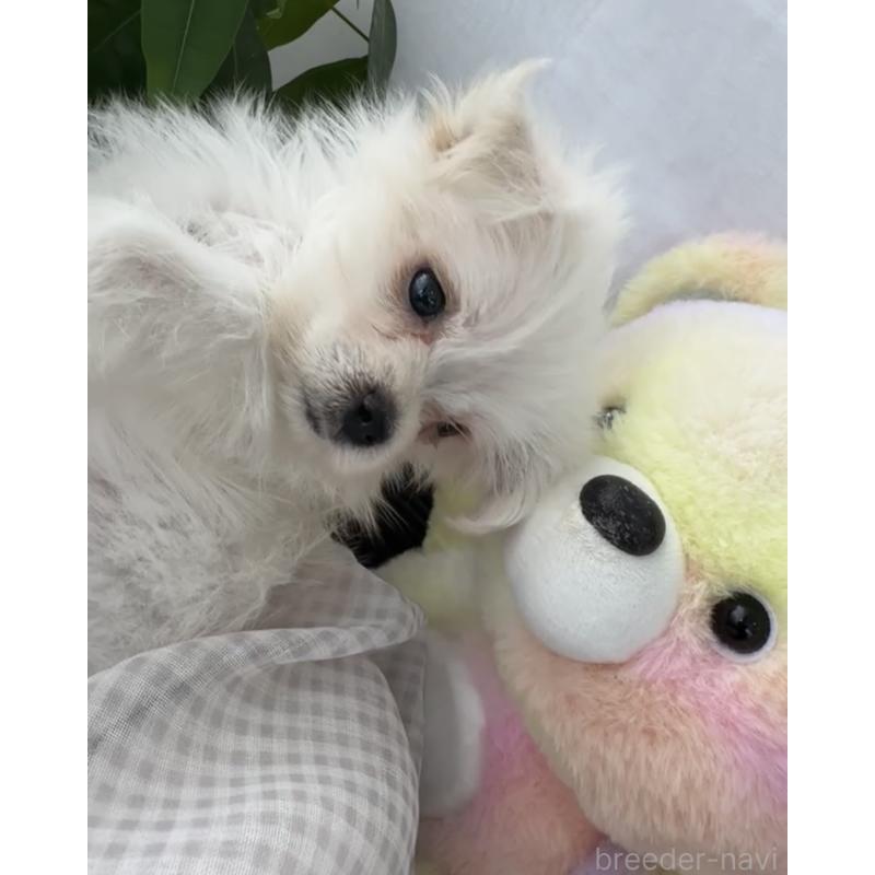 販売中の福岡県のミックス犬-404616の3枚目