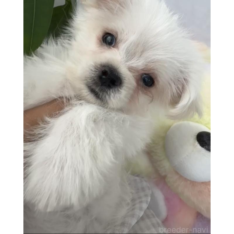 販売中の福岡県のミックス犬-404616の2枚目