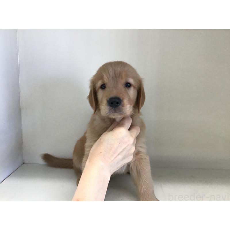 販売中の山形県のゴールデンレトリーバー-404622の3枚目