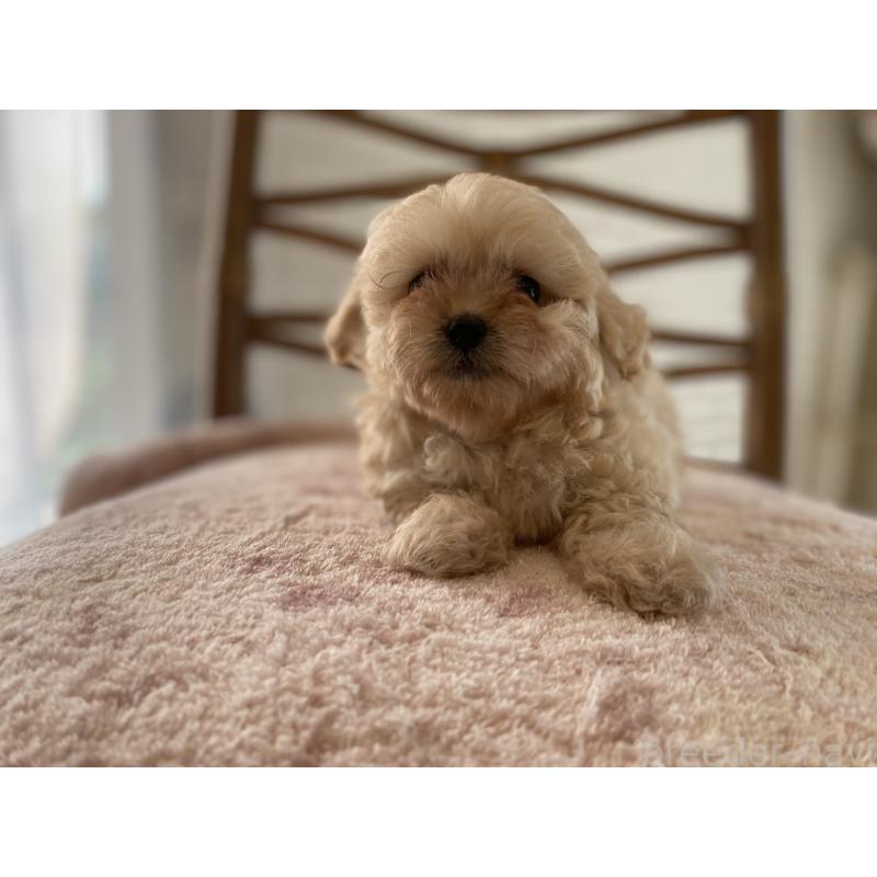 成約済の埼玉県のミックス犬-404638の8枚目