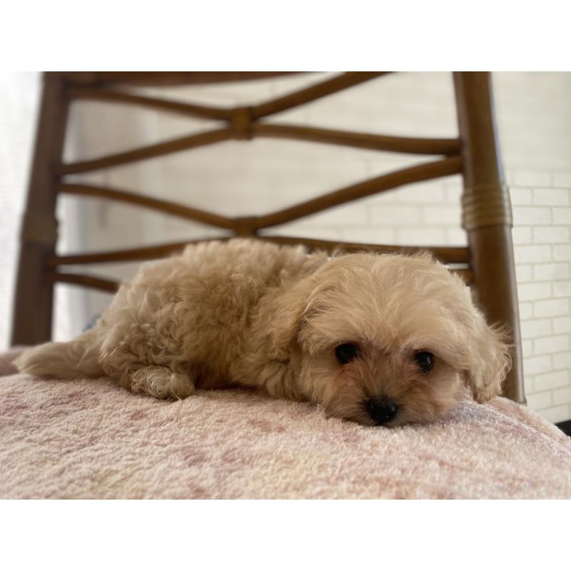 成約済の埼玉県のミックス犬-404638の7枚目