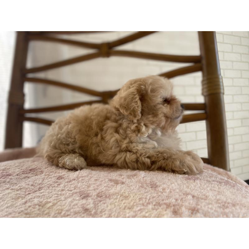 成約済の埼玉県のミックス犬-404638の6枚目