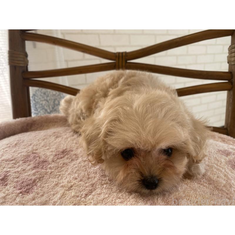 成約済の埼玉県のミックス犬-404638の4枚目