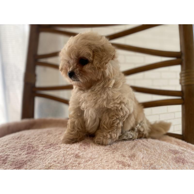 成約済の埼玉県のミックス犬-404638の2枚目