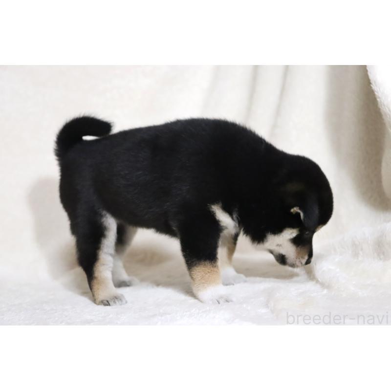 販売中の滋賀県の柴犬-404649の15枚目