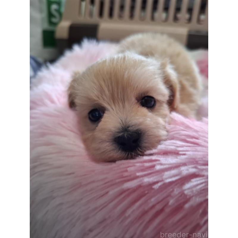 成約済の群馬県のマルプー:マルチーズ×トイプードル-403946の19枚目