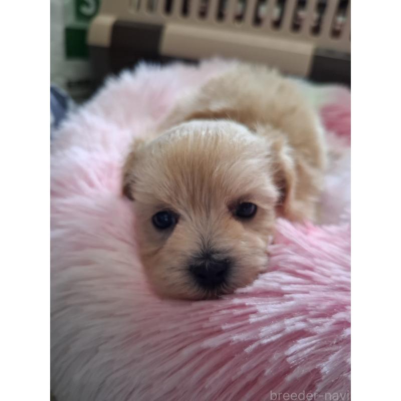 成約済の群馬県のマルプー:マルチーズ×トイプードル-403946の18枚目