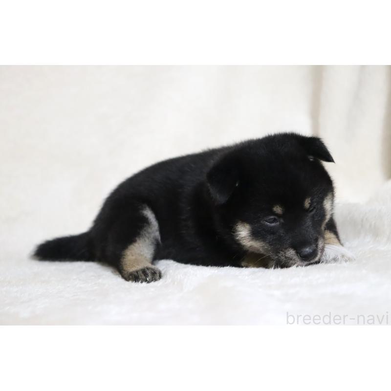 販売中の滋賀県の柴犬-404652の15枚目
