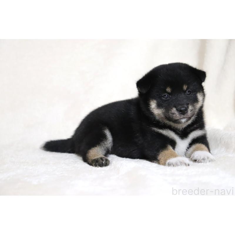 販売中の滋賀県の柴犬-404652の14枚目