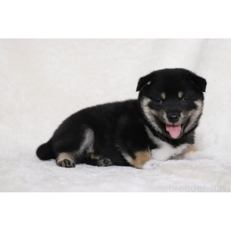 販売中の滋賀県の柴犬-404657の15枚目