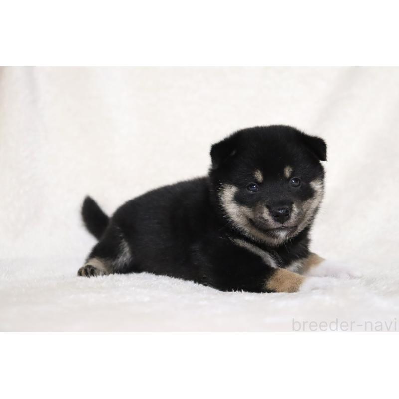 販売中の滋賀県の柴犬-404657の14枚目