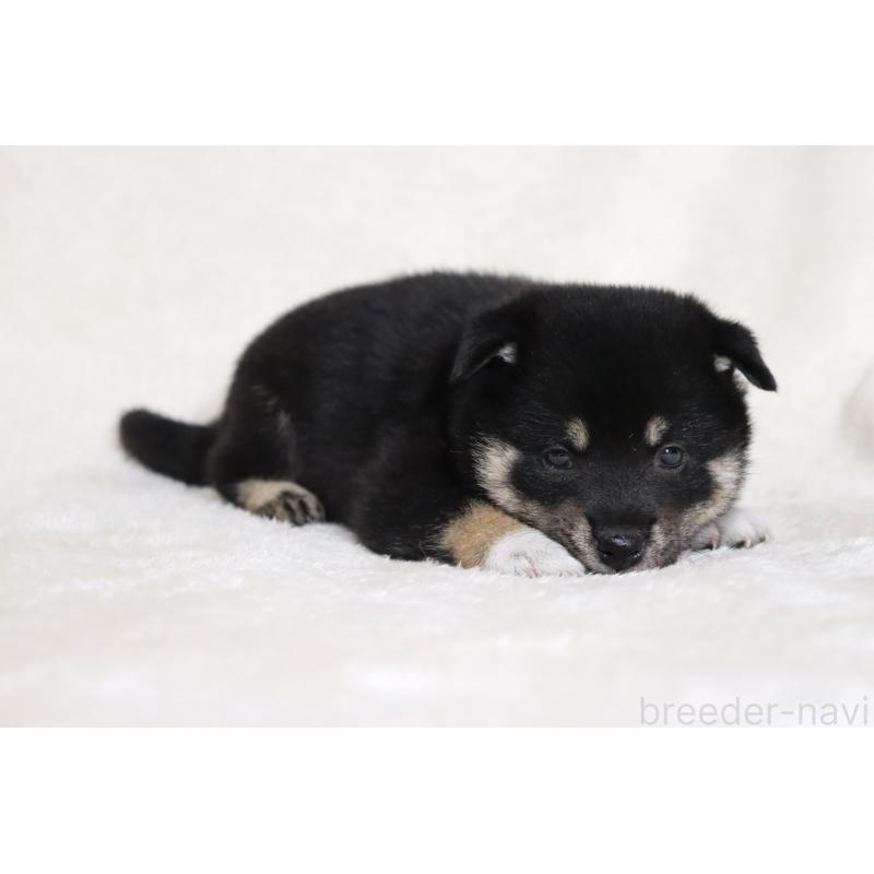 販売中の滋賀県の柴犬-404657の13枚目