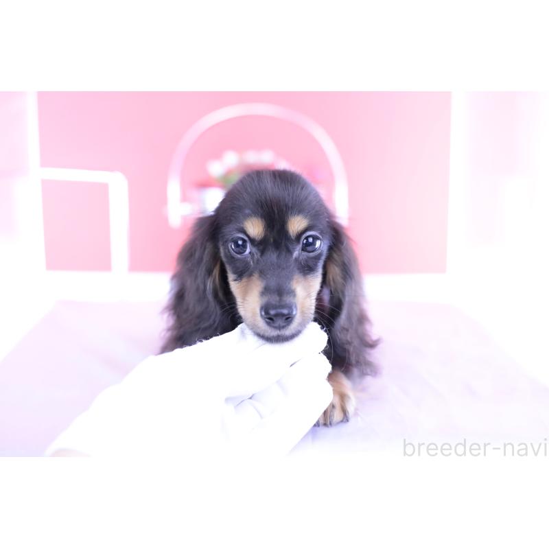 成約済の愛知県のカニンヘンダックスフンド(ロングヘアード)-391330の12枚目