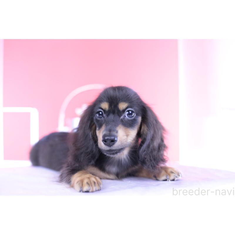 成約済の愛知県のカニンヘンダックスフンド(ロングヘアード)-391330の7枚目