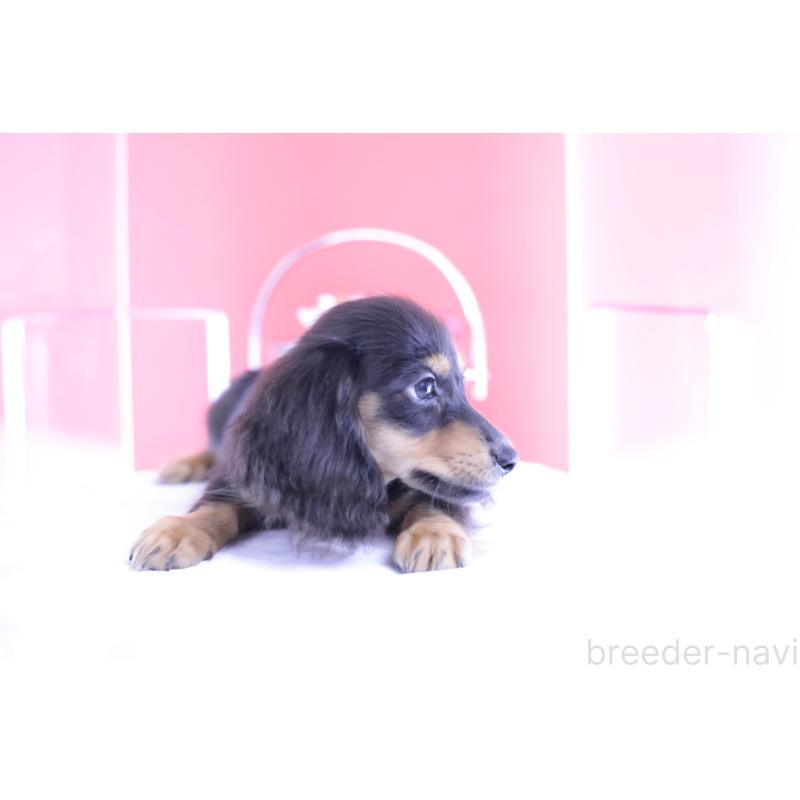 成約済の愛知県のカニンヘンダックスフンド(ロングヘアード)-391330の6枚目