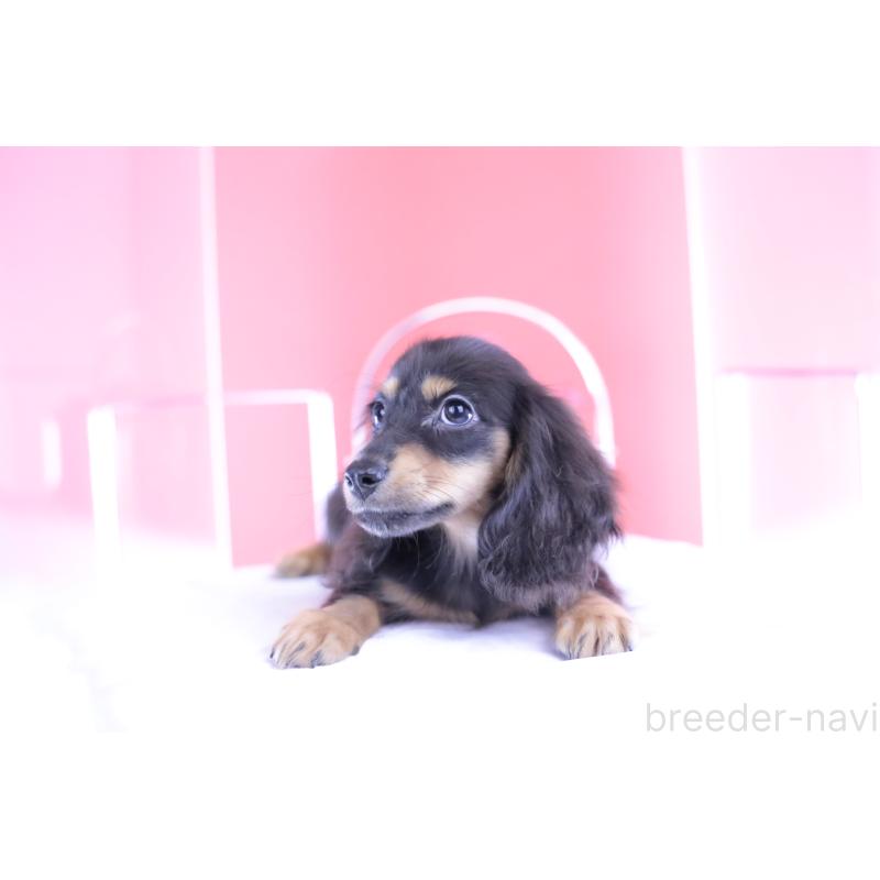 成約済の愛知県のカニンヘンダックスフンド(ロングヘアード)-391330の5枚目