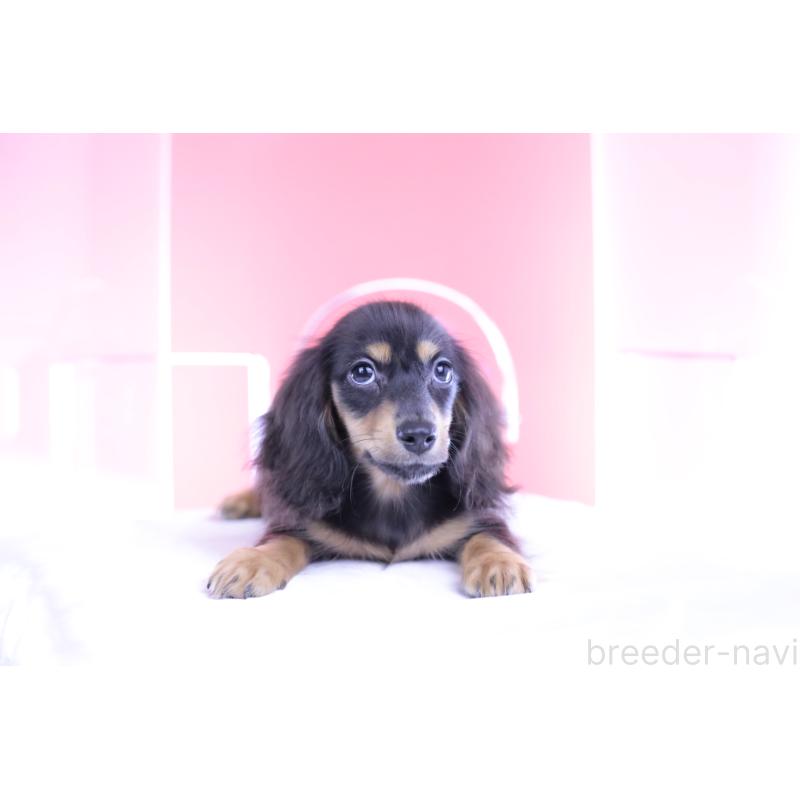 成約済の愛知県のカニンヘンダックスフンド(ロングヘアード)-391330の4枚目