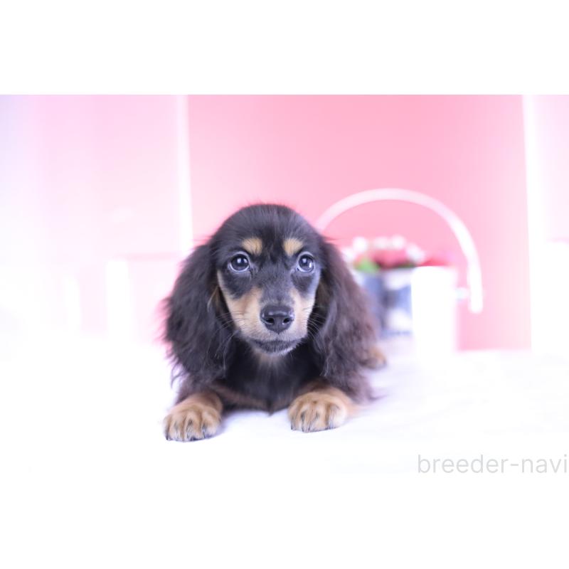 成約済の愛知県のカニンヘンダックスフンド(ロングヘアード)-391330の3枚目