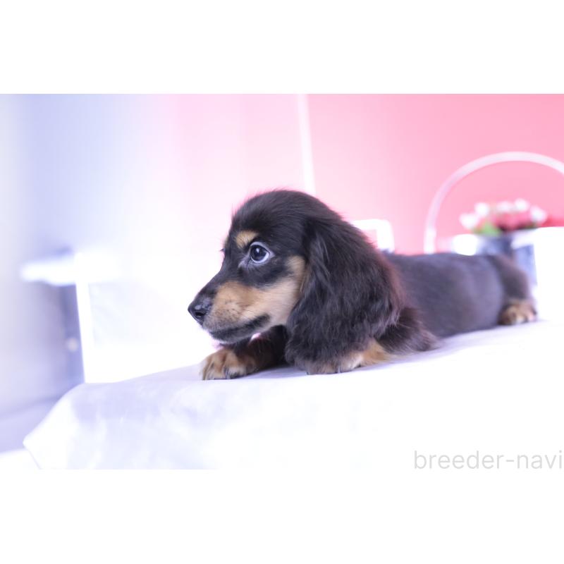 成約済の愛知県のカニンヘンダックスフンド(ロングヘアード)-391330の2枚目