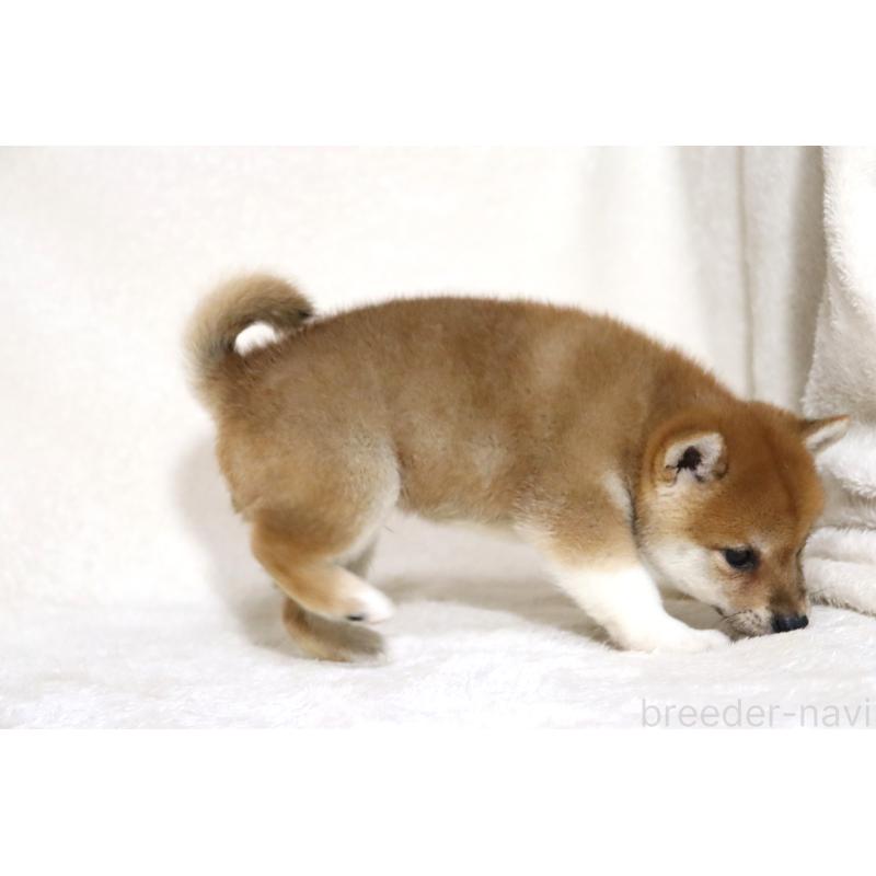 販売中の滋賀県の柴犬-404665の15枚目