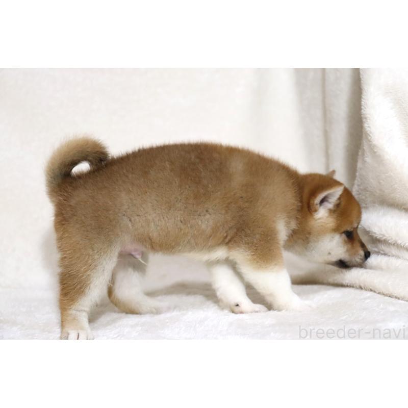 販売中の滋賀県の柴犬-404665の14枚目