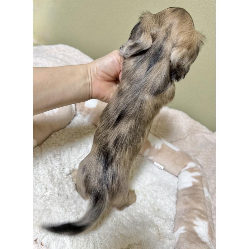 販売中の新潟県のカニンヘンダックスフンド(ロングヘアード)-404673の3枚目