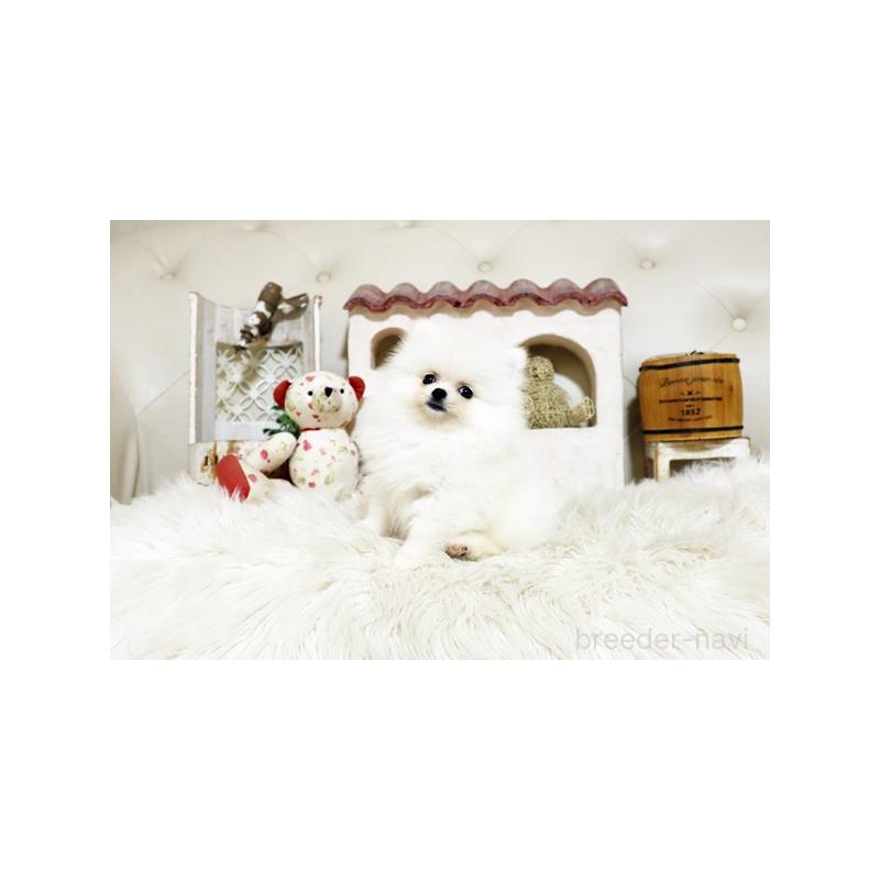 成約済の佐賀県のポメラニアン-400928の5枚目