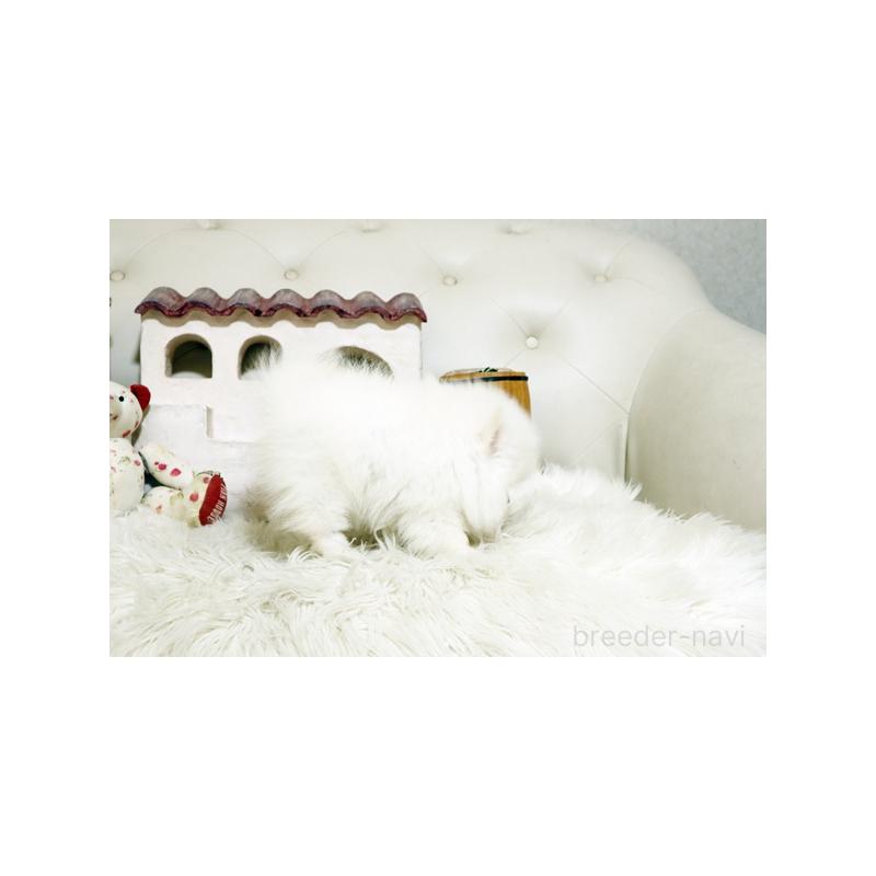 成約済の佐賀県のポメラニアン-400928の2枚目