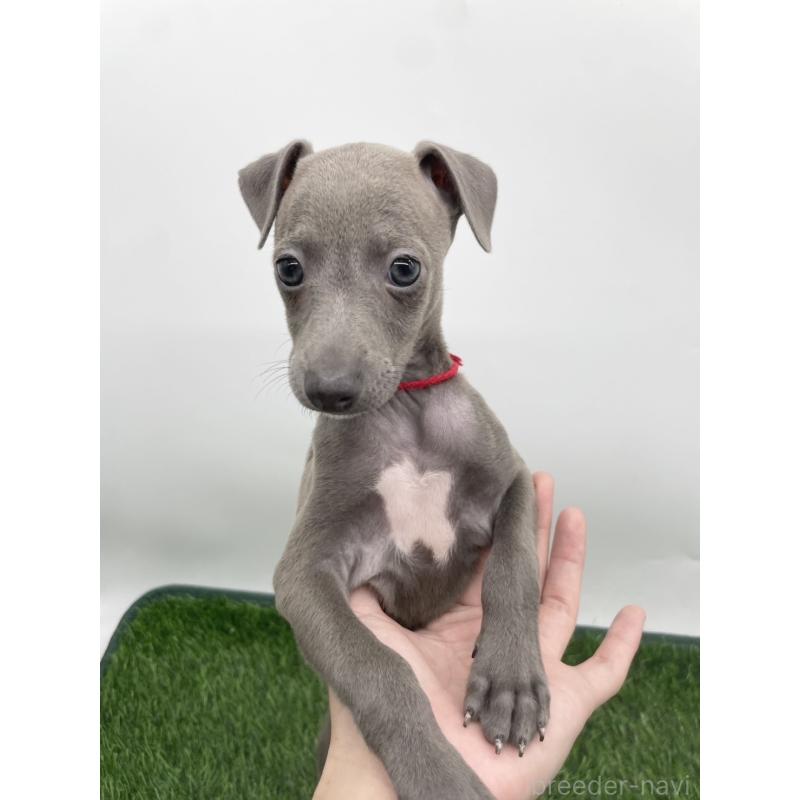 成約済の愛知県のイタリアングレーハウンド(イタグレ)-402321の5枚目