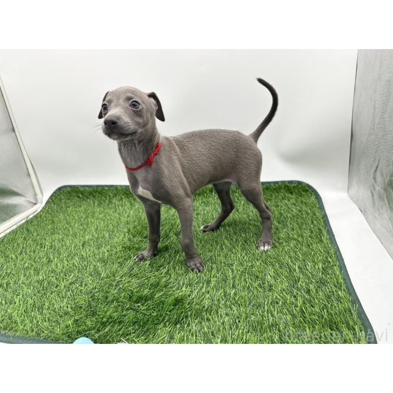 成約済の愛知県のイタリアングレーハウンド(イタグレ)-402321の4枚目