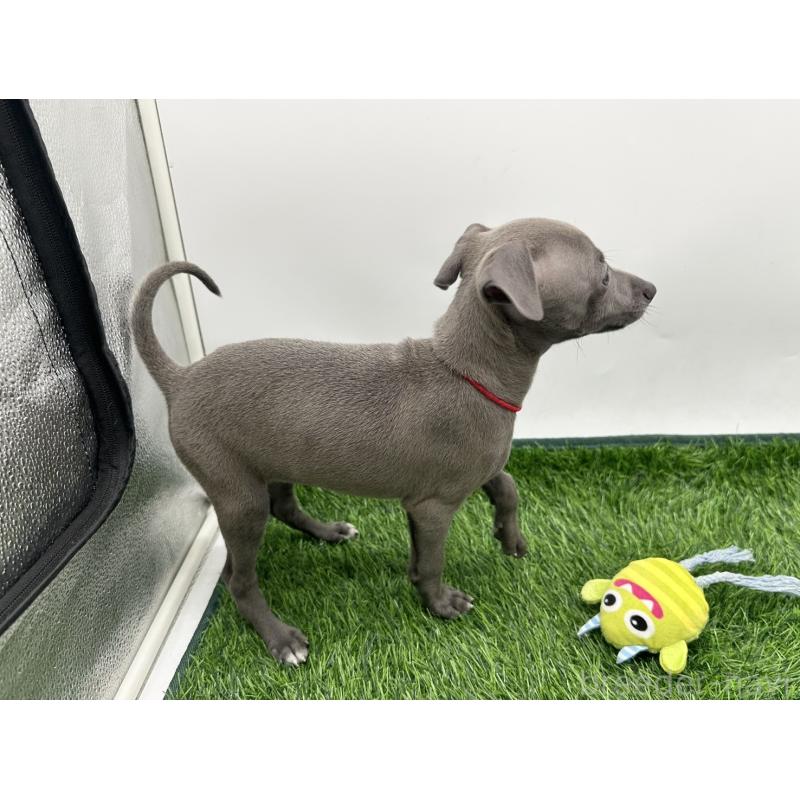 成約済の愛知県のイタリアングレーハウンド(イタグレ)-402321の3枚目