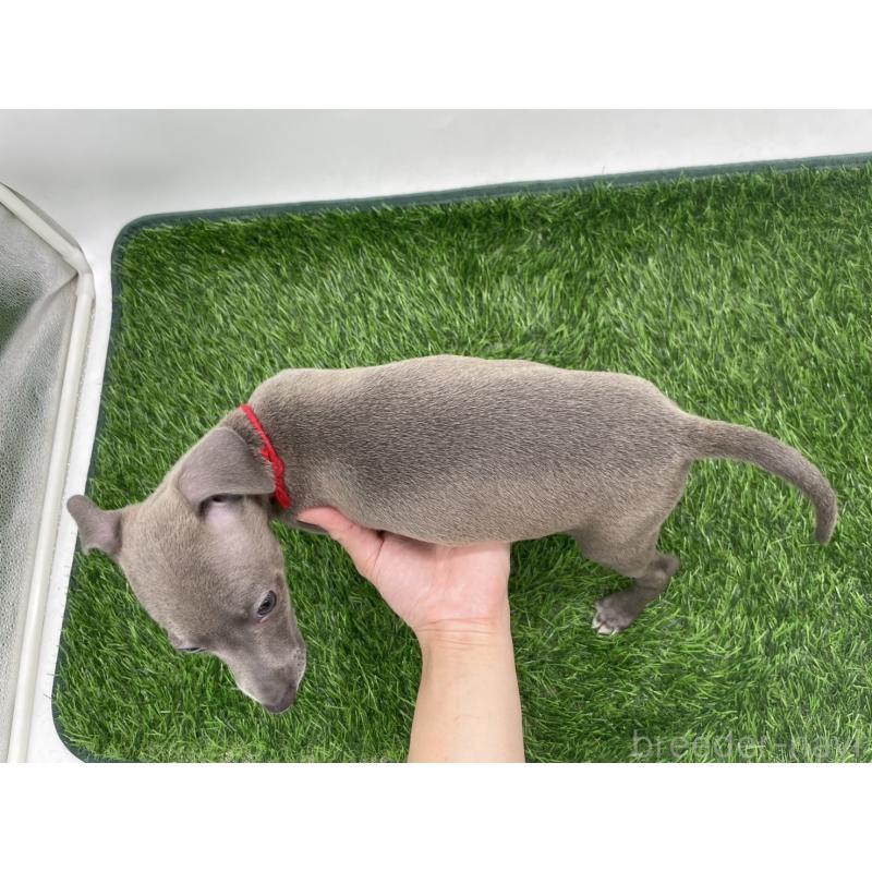 成約済の愛知県のイタリアングレーハウンド(イタグレ)-402321の2枚目