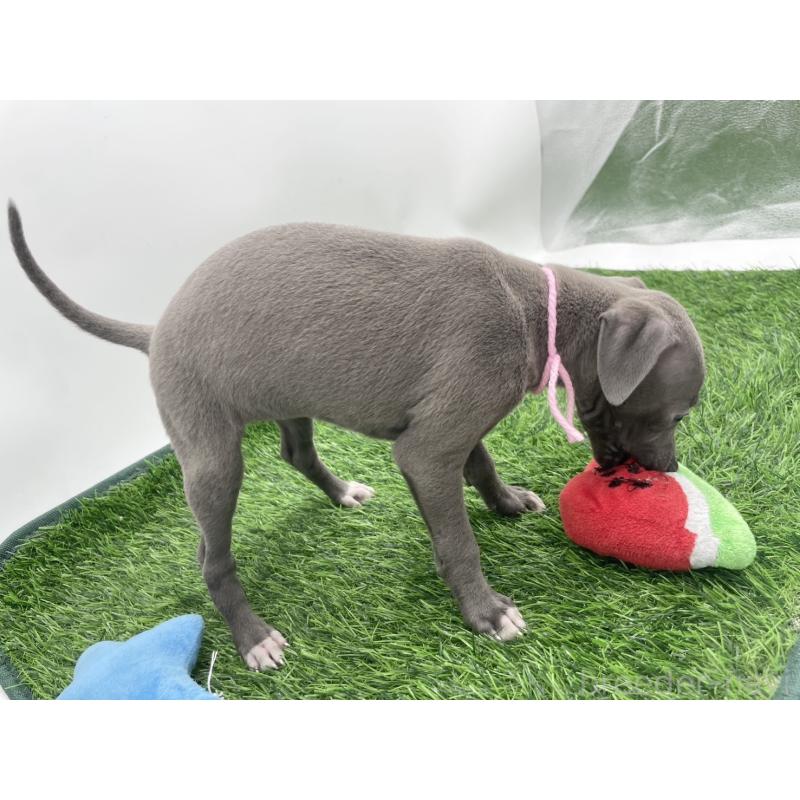 成約済の愛知県のイタリアングレーハウンド(イタグレ)-402322の4枚目