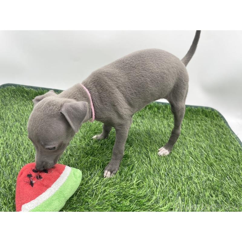 成約済の愛知県のイタリアングレーハウンド(イタグレ)-402322の3枚目