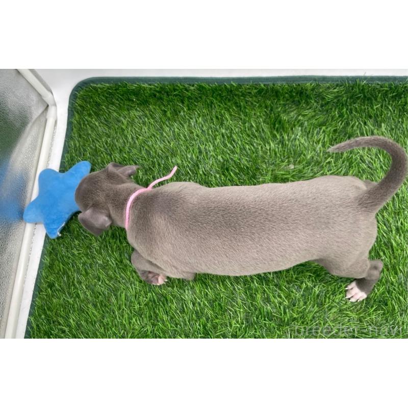 成約済の愛知県のイタリアングレーハウンド(イタグレ)-402322の2枚目