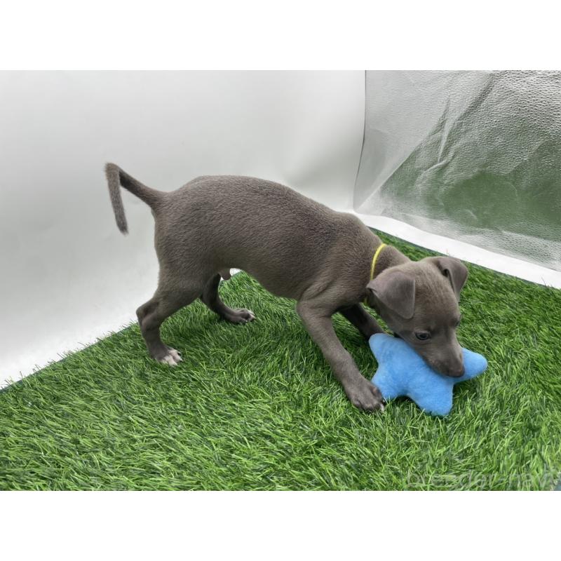 成約済の愛知県のイタリアングレーハウンド(イタグレ)-402323の4枚目