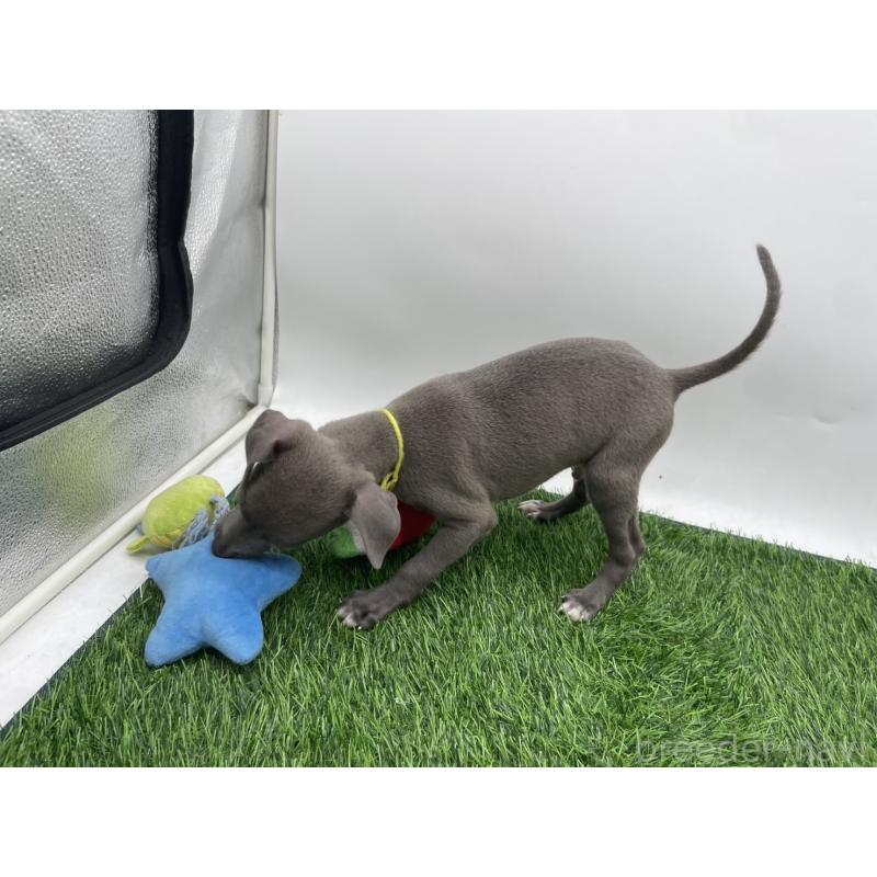 成約済の愛知県のイタリアングレーハウンド(イタグレ)-402323の3枚目