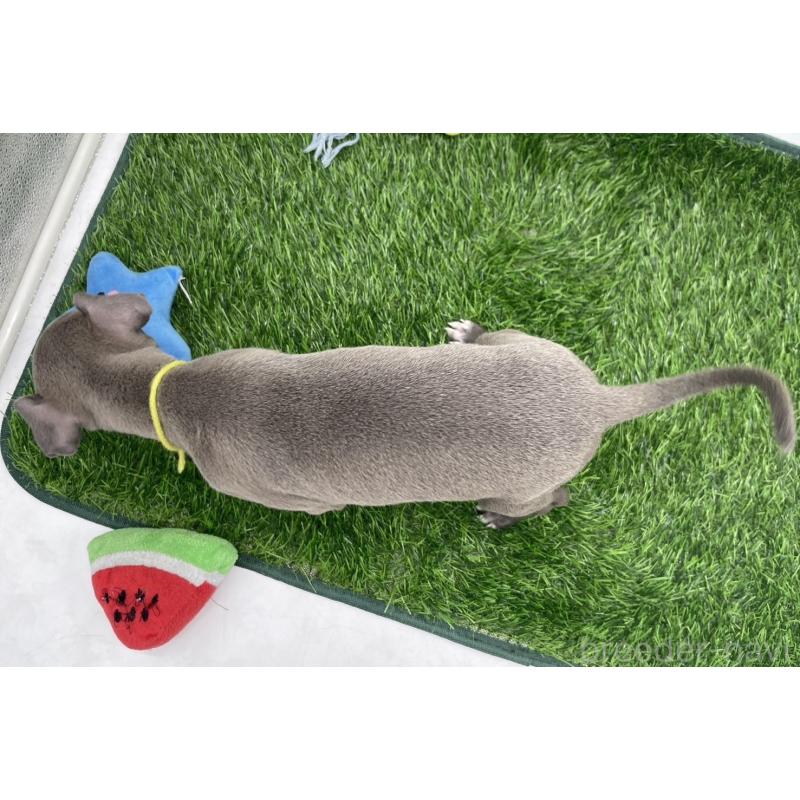 成約済の愛知県のイタリアングレーハウンド(イタグレ)-402323の2枚目