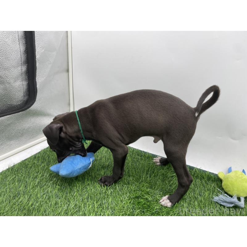 成約済の愛知県のイタリアングレーハウンド(イタグレ)-402324の4枚目