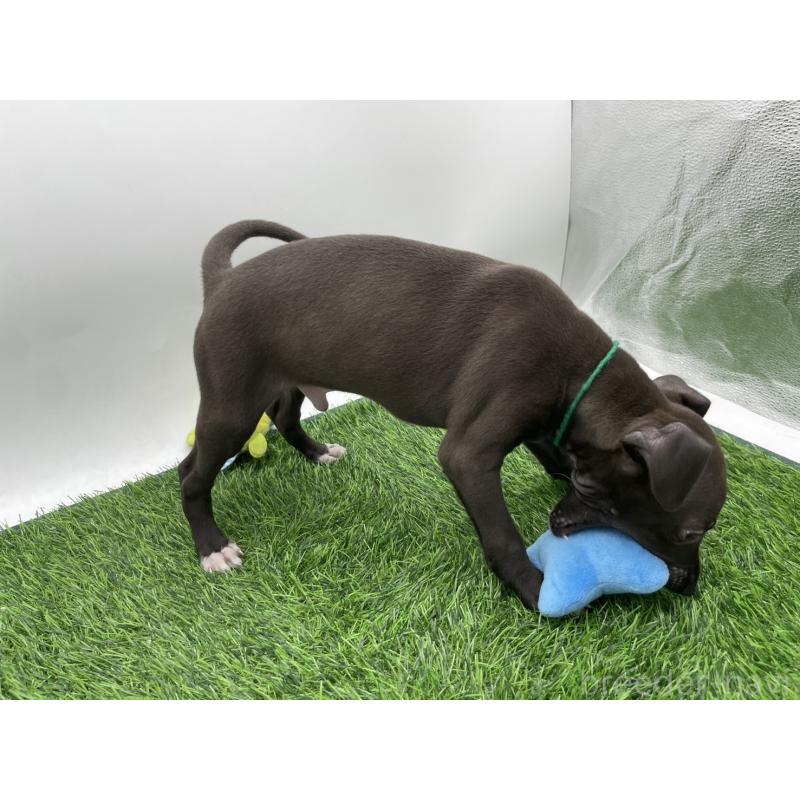 成約済の愛知県のイタリアングレーハウンド(イタグレ)-402324の3枚目