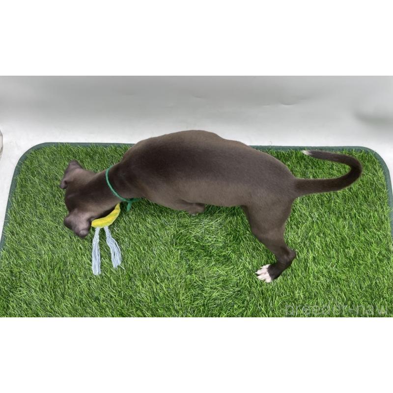 成約済の愛知県のイタリアングレーハウンド(イタグレ)-402324の2枚目