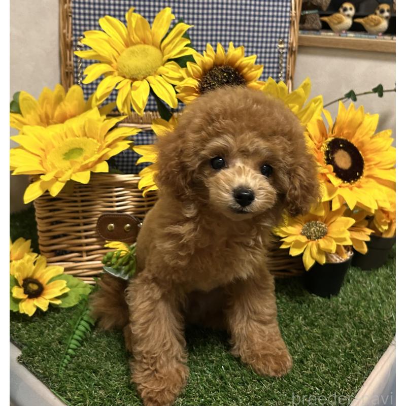 販売中の岡山県のタイニープードル-398905の5枚目