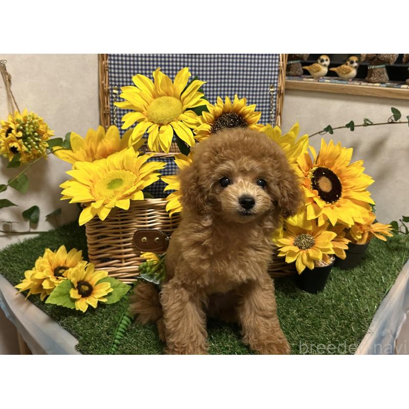 販売中の岡山県のタイニープードル-398905の4枚目