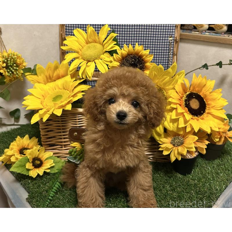 販売中の岡山県のタイニープードル-398905の3枚目