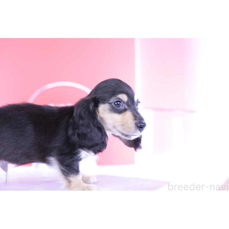 販売中の愛知県のカニンヘンダックスフンド(ロングヘアード)-399050の3枚目