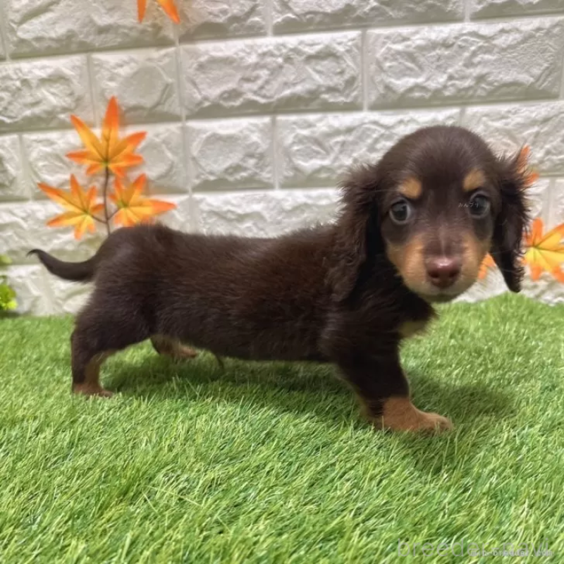 成約済の愛知県のミニチュアダックスフンド(ロングヘアード)-402373の4枚目