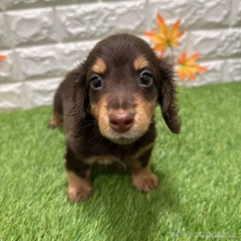 成約済の愛知県のミニチュアダックスフンド(ロングヘアード)-402373の3枚目