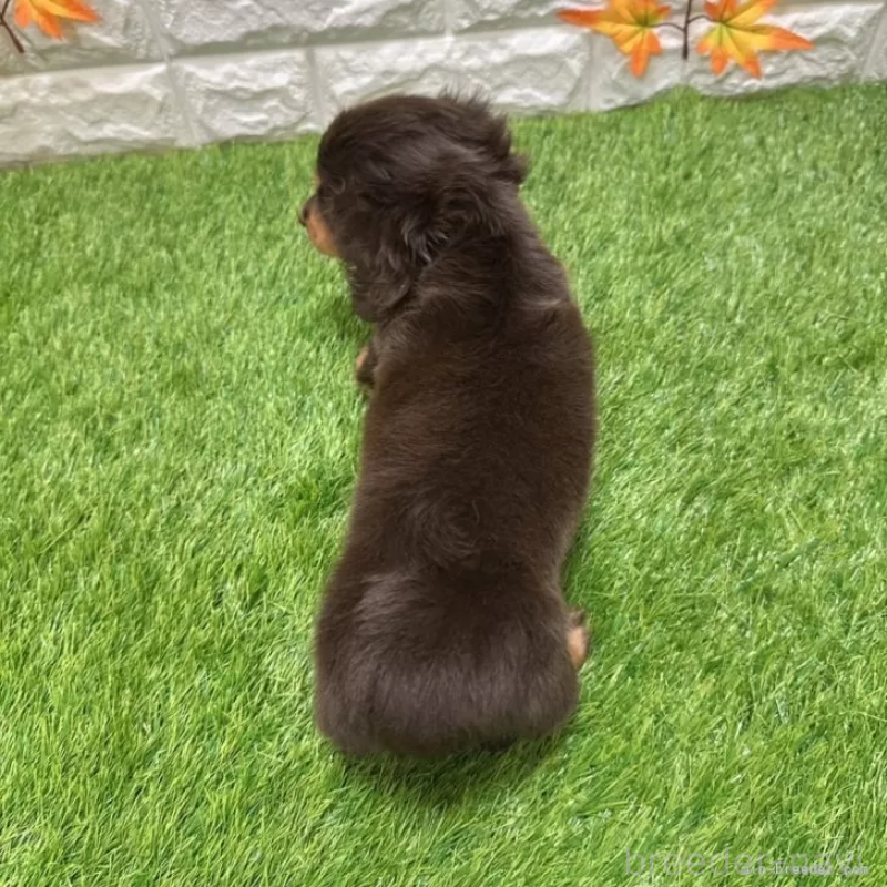 成約済の愛知県のミニチュアダックスフンド(ロングヘアード)-402373の2枚目